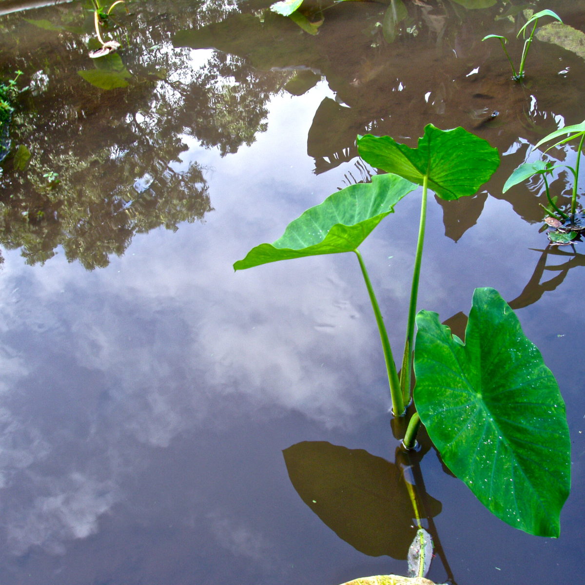 OLYMPUS DIGITAL CAMERA